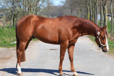 GP Thunderjac
