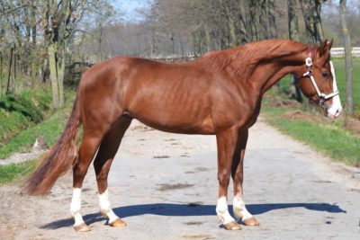 beoefenaar Religieus Mart Home - Vervecken Reining Horses